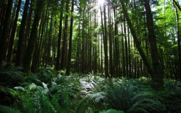 Sunlight streams through the tall, dense trees of a lush green forest, creating a peaceful backdrop perfect for a seminar or corporate event amid ferns and vibrant foliage illuminated by dappled light.
