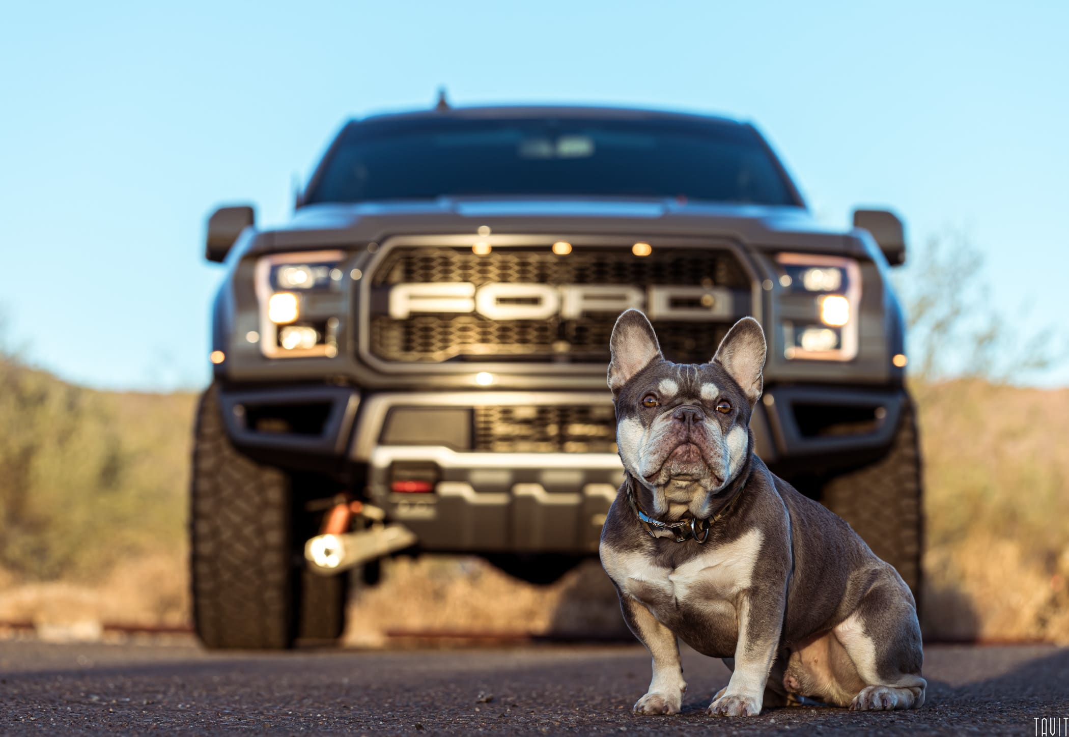 Dog in front of Ford Raptor truck in background