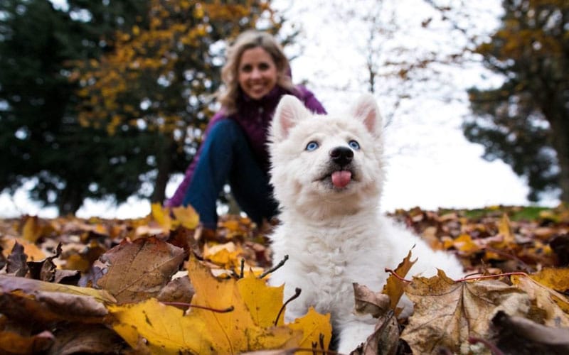 Puppy in leaves with tongue out