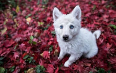Puppy in leaves